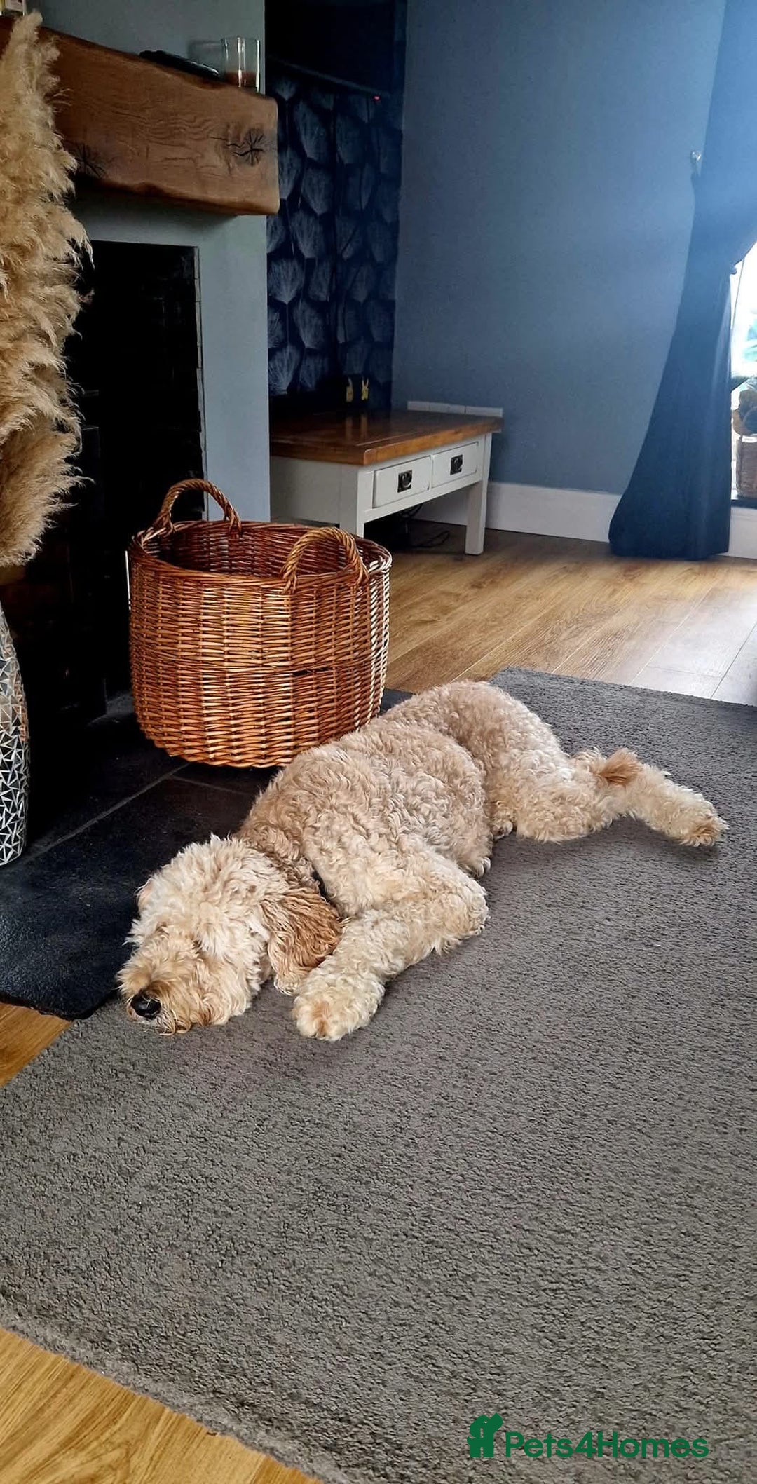 Goldendoodle dogs for sale: Goldendoodle pups via POLICE dog behaviourist  - Image 7