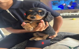 Miniature Dachshund dogs for sale: Miniature Dachshund Puppies  - Image 5
