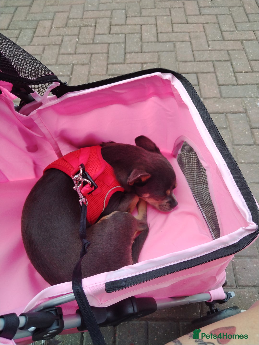 Mixed Breed dogs for sale: Chihuahua  - Image 1
