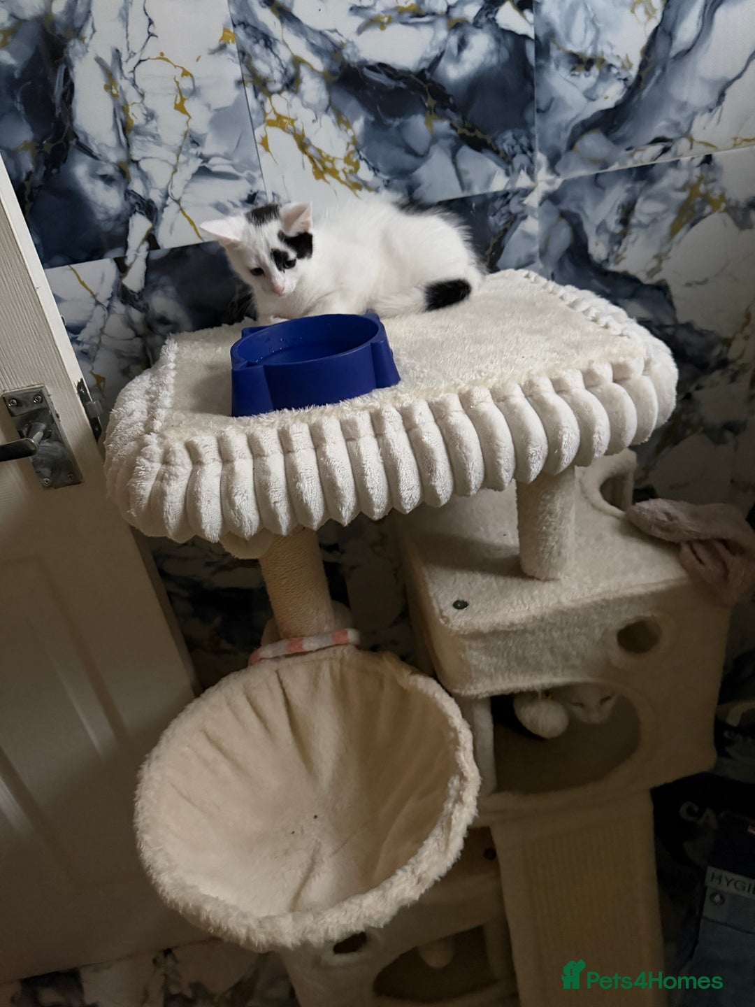 British Shorthair cats for sale: Patch  - Advert 4