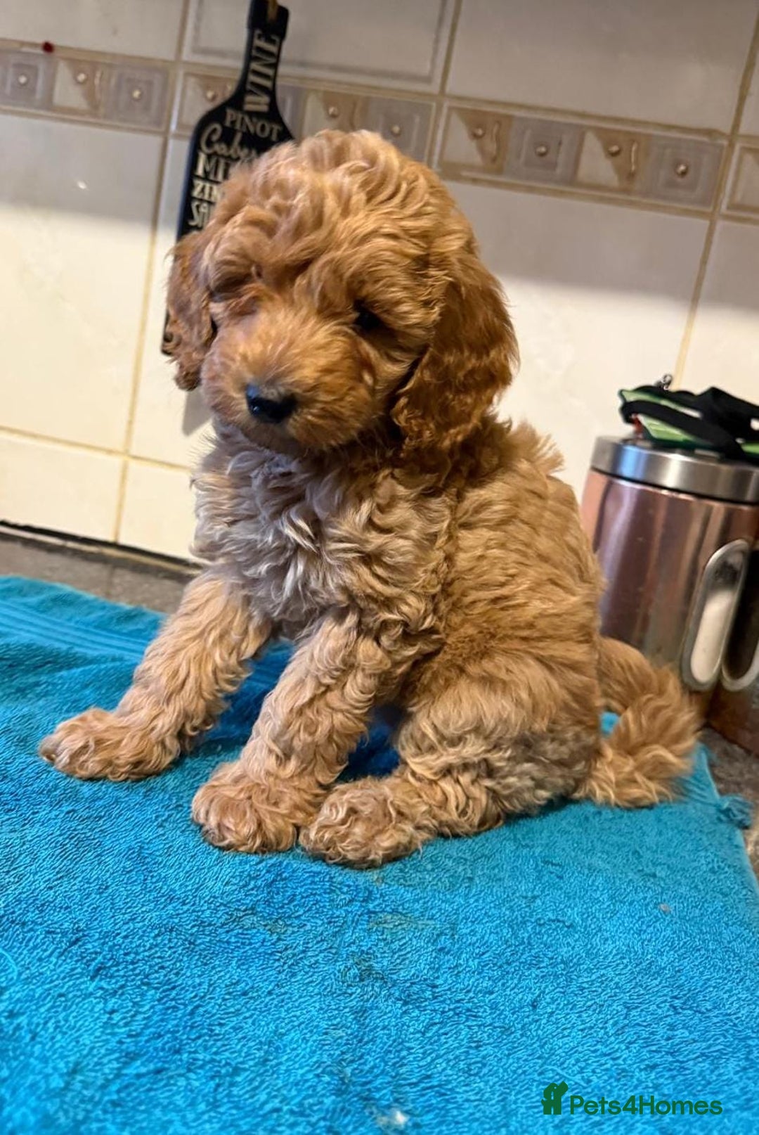 Miniature Poodle dogs for sale: Beautiful miniature poodle pups - Image 4