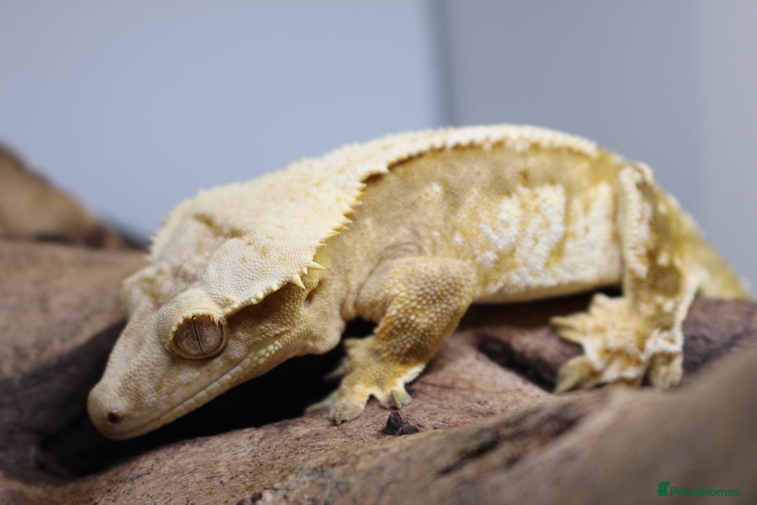 Gecko reptiles for sale: Male and female crested geckos  - Advert 19