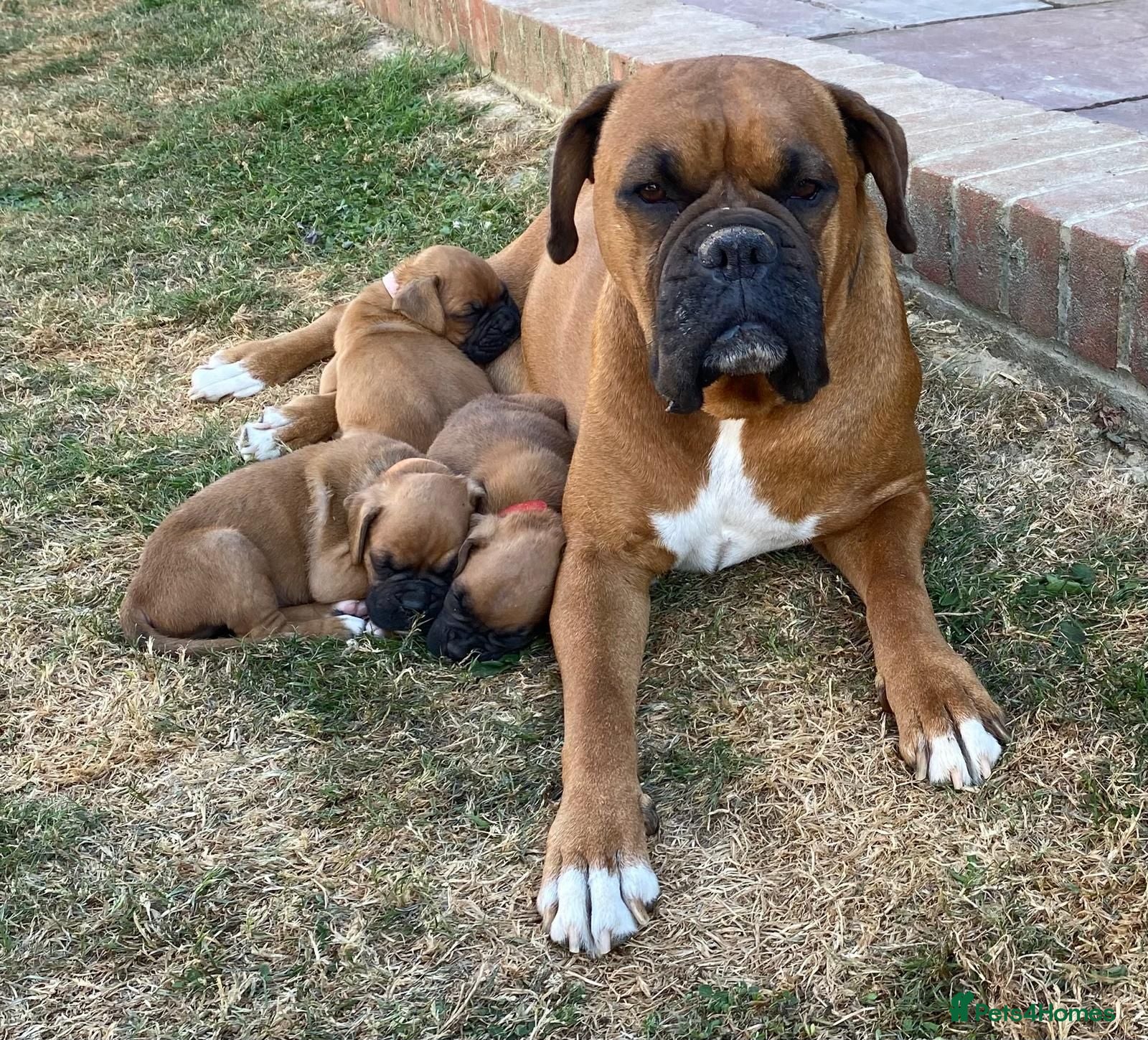 Boxer dogs Boxer puppies kc registered 5 star council licence - Advert 7