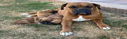 Boxer dogs for sale: Boxer puppies kc registered 5 star council licence - Advert 1