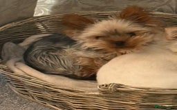 Yorkshire Terrier dogs for sale: 2 year old miniature Yorkshire terrier - Image 4