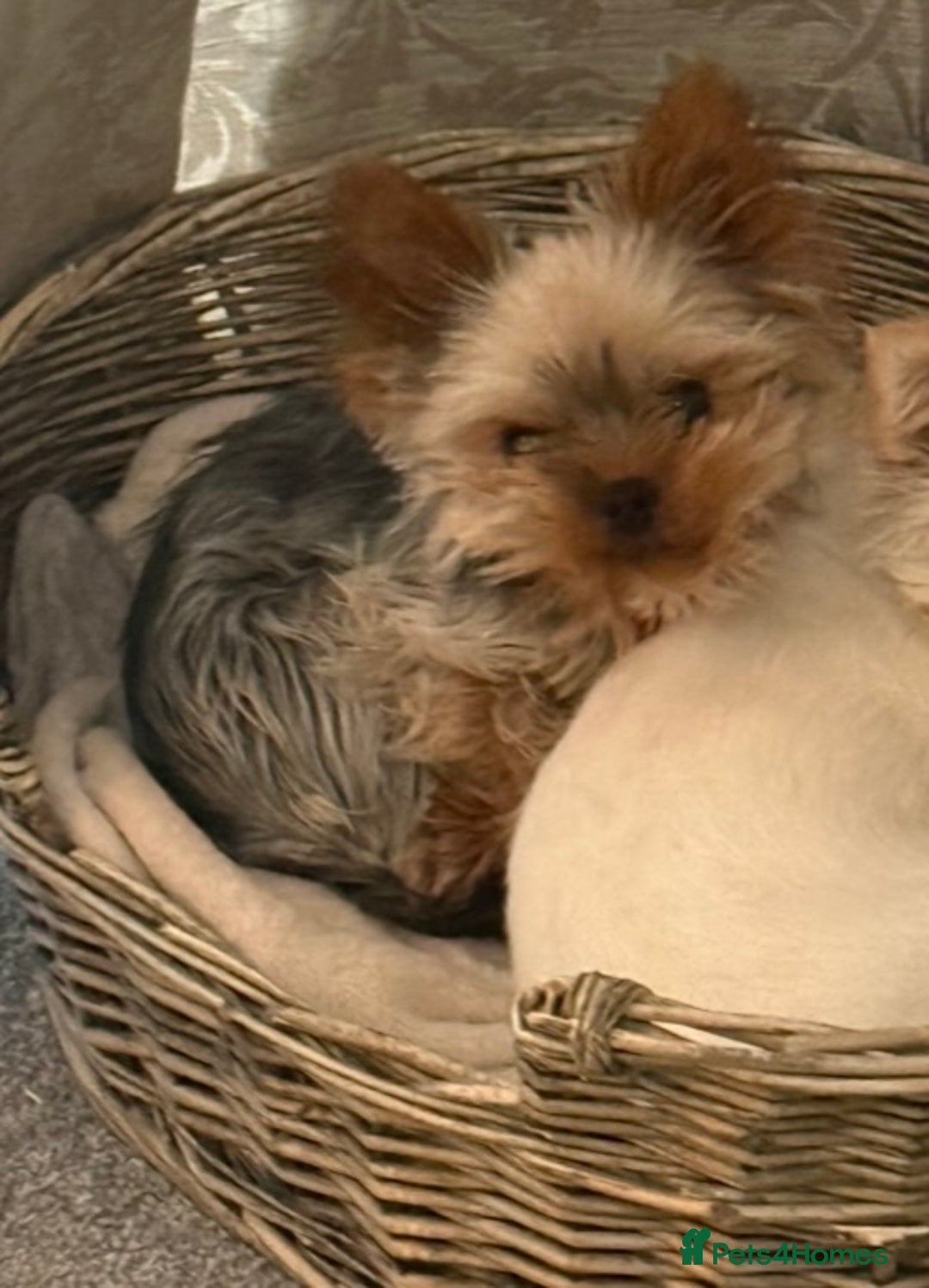 Yorkshire Terrier dogs for sale: 2 year old miniature Yorkshire terrier - Image 4