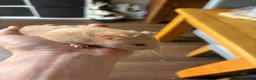 Hamster rodents for sale: Hamster and full set up for sale  in Warrington - Advert 15