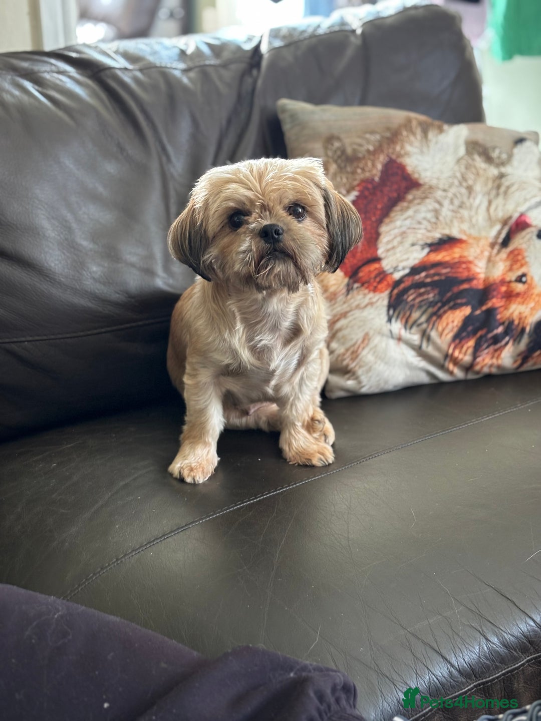 Shih Tzu dogs for sale: Beautiful shih tzu babies  - Advert 10