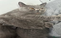 British Shorthair cats for sale: kittens for sale - Image 6