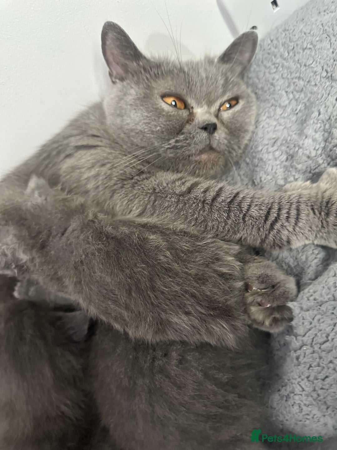 British Shorthair cats for sale: kittens for sale - Image 6