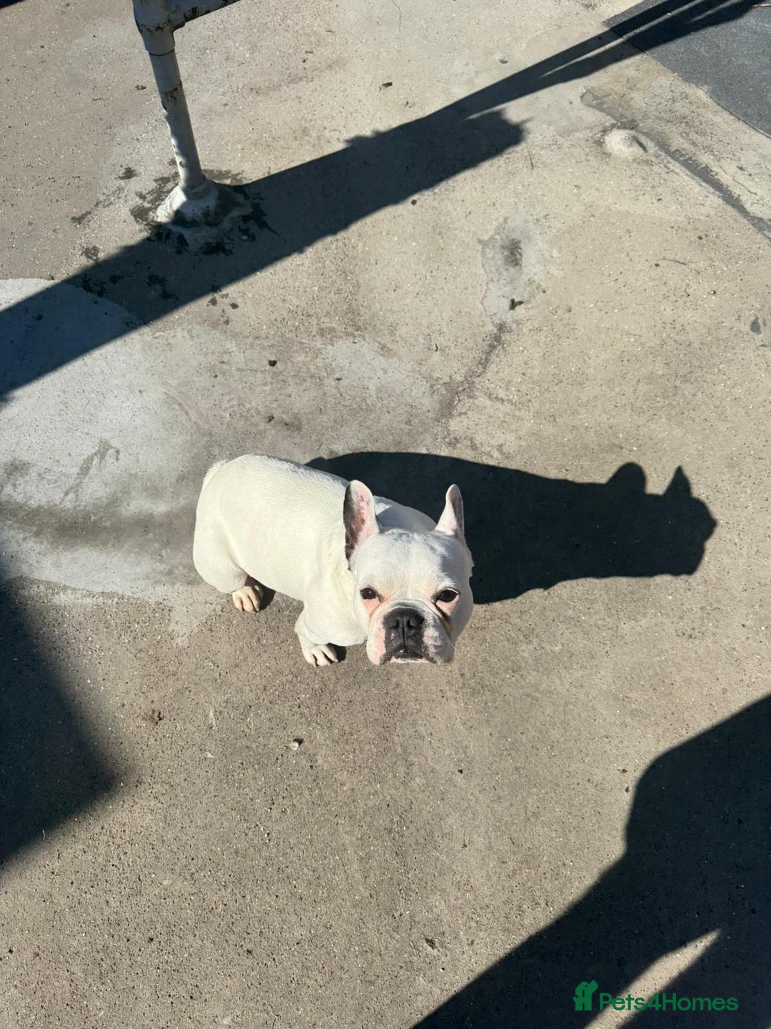 French Bulldog dogs for sale:  Lulu - Image 7