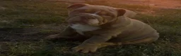 English Bulldog dogs for sale: English Bulldog  - Advert 3