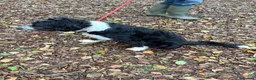Mixed Breed dogs for sale: Colliepoo - Ted - Advert 7