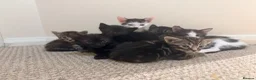 Domestic Shorthair cats for sale: 2 tabby and 3 black- ALL MALE KITTENS  - Advert 10