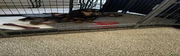 Miniature Dachshund dogs for sale: 2 K/C reg Mini Dachshund Boys For Sale in Goole - Advert 9