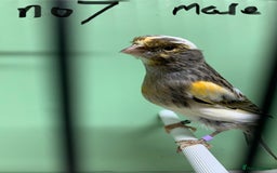 Canaries birds for sale: Mosaic cross canaries - Image 6