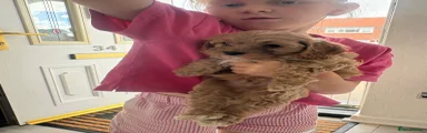 Cockapoo 1