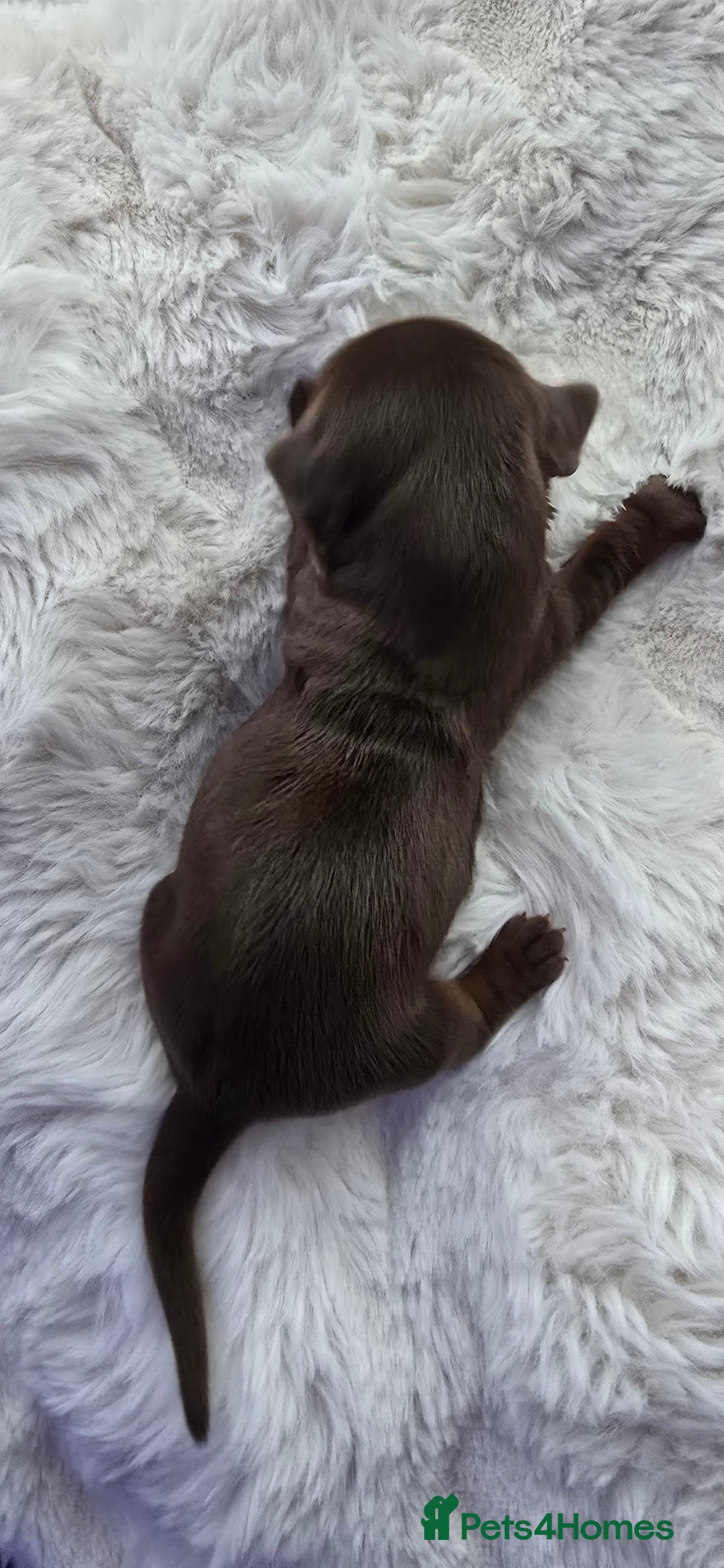 Miniature Dachshund dogs for sale: KC registered miniature Dachshund 🐶  - Advert 12