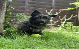 Mixed Breed dogs for adoption: Dinky Terrier Mix  - Image 2