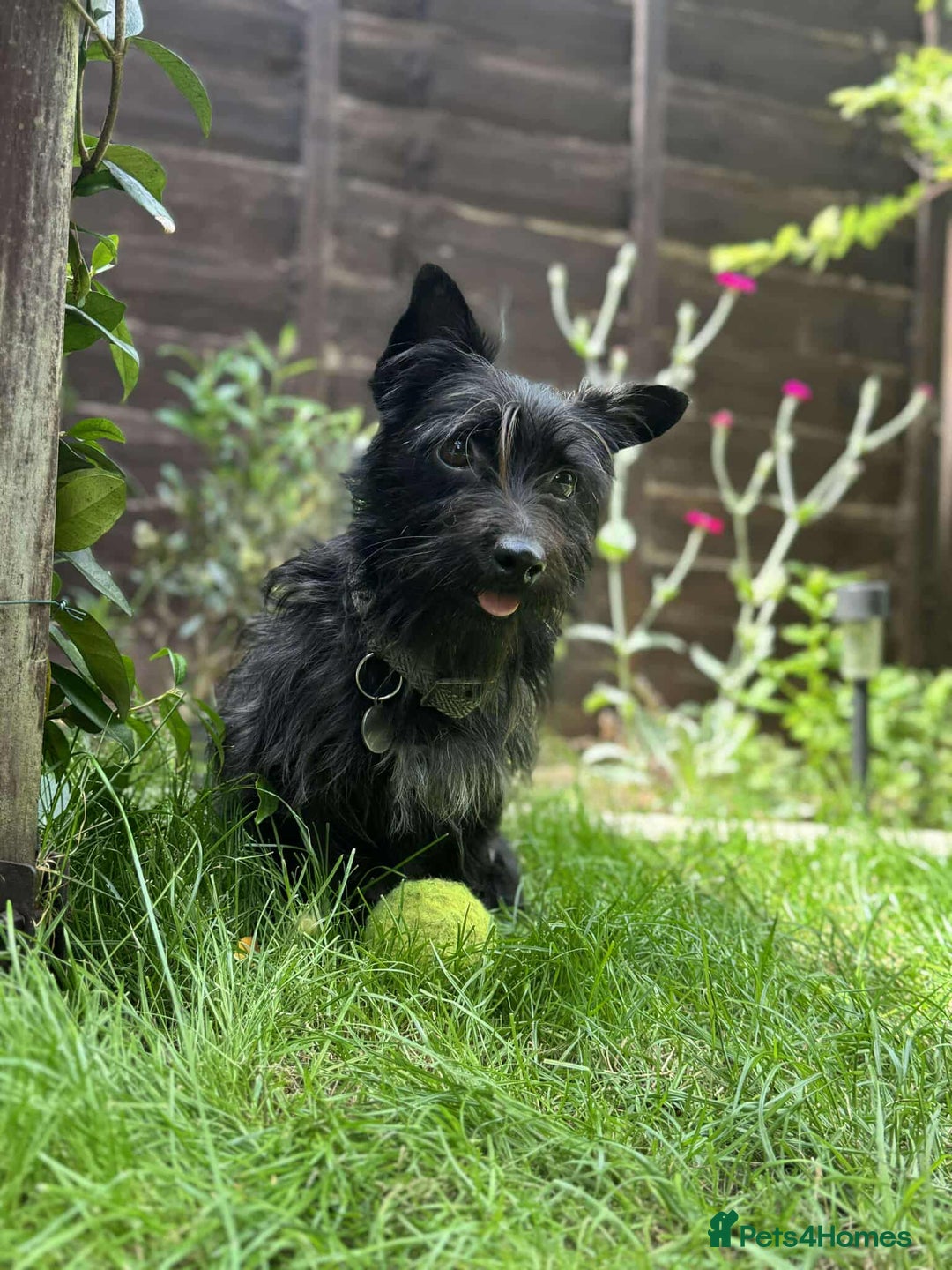 Mixed Breed dogs for adoption: Dinky Terrier Mix  - Image 2