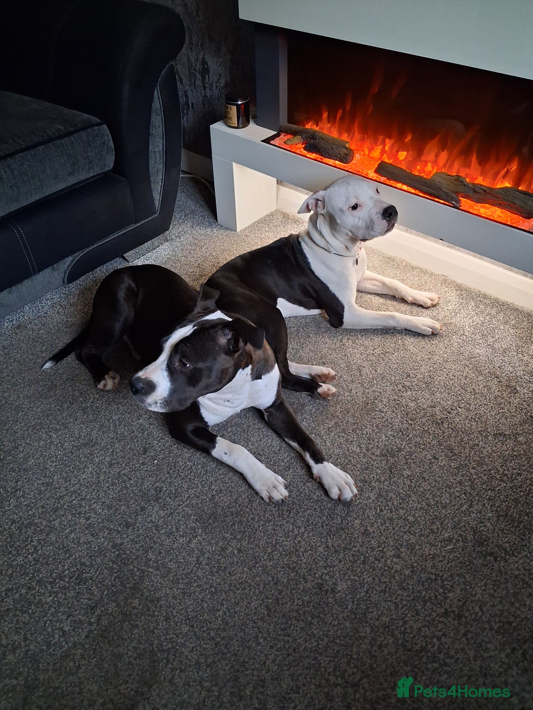 American Bull Staffy dogs for sale: Dodge  - Image 14