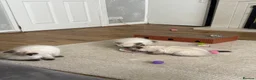 Ragdoll cats for sale: Purebred Ragdoll Boys  in St Albans - Advert 4