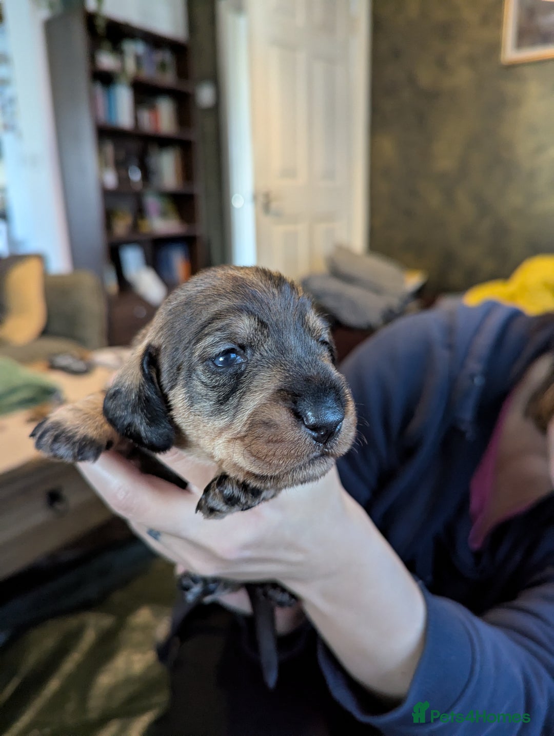 Dachshund dogs for sale: Standard Wirehaired Dachshund Puppies - Image 31