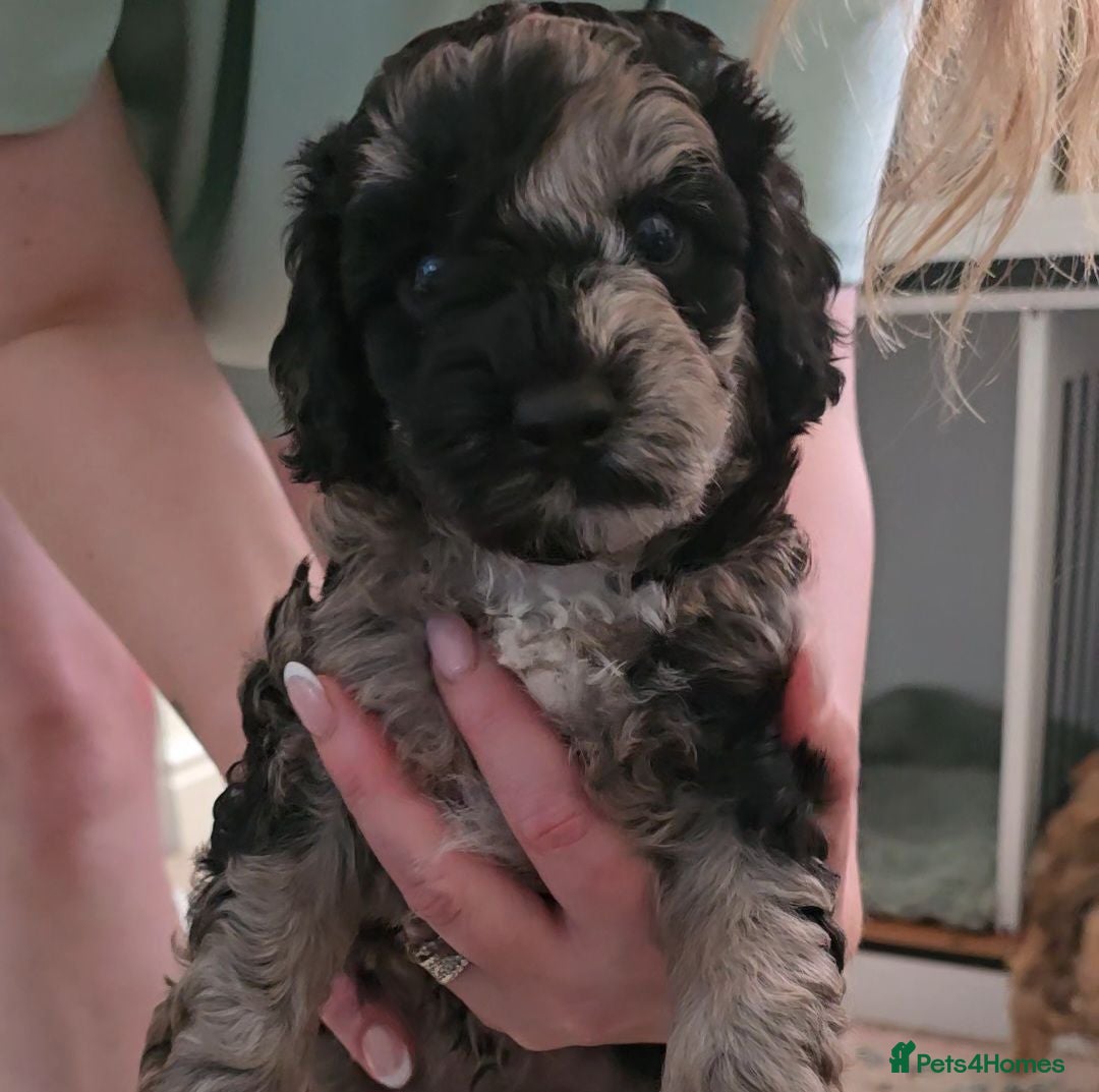 Miniature Poodle dogs Adorable mini poodles £1500. From 16th July - Advert 1