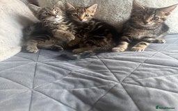 Mixed Breed cats for sale: Lovely girl kittens  - Image 5