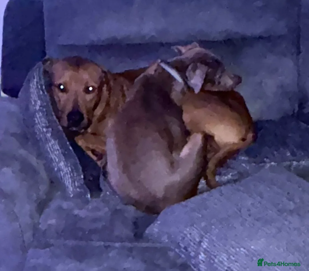 Mixed Breed dogs for sale: Doberman and Doberman x staffy  - Advert 17