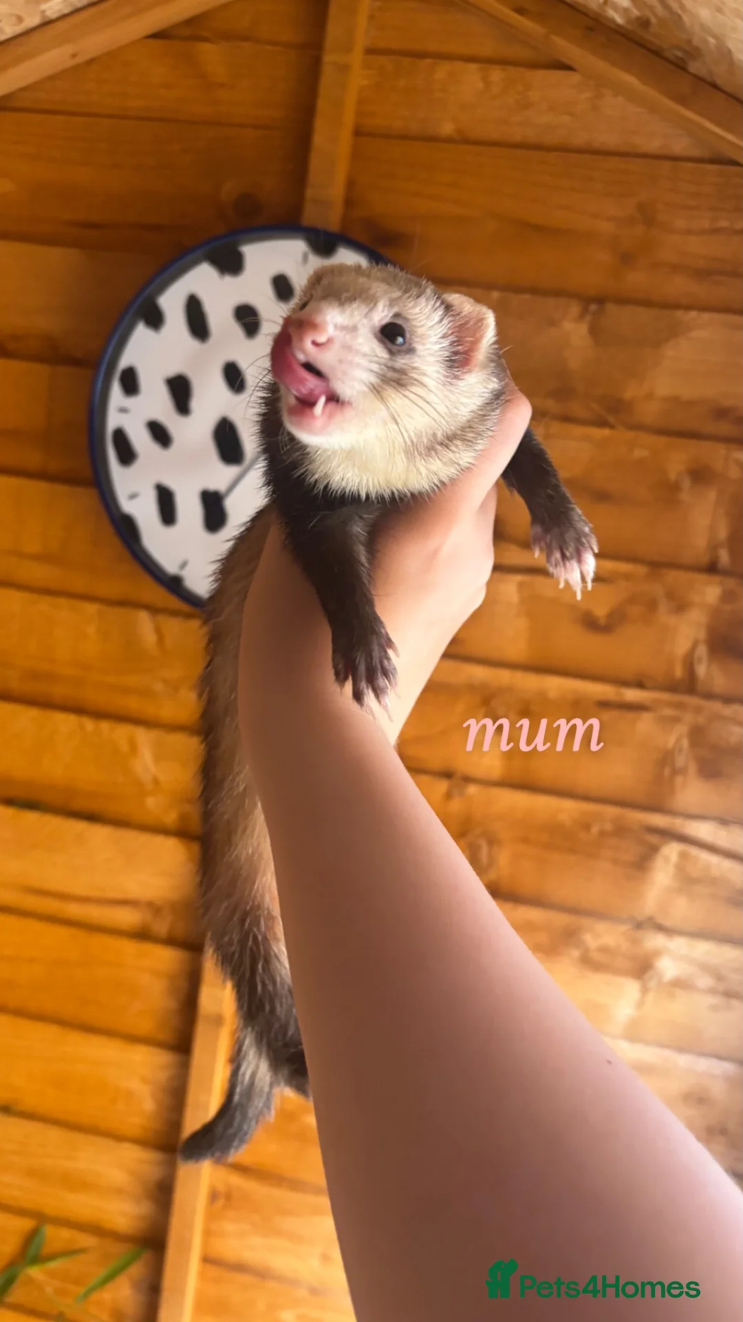 Ferret rodents for sale: 1 Jill and 1 hob kit ready to go now! - Advert 5