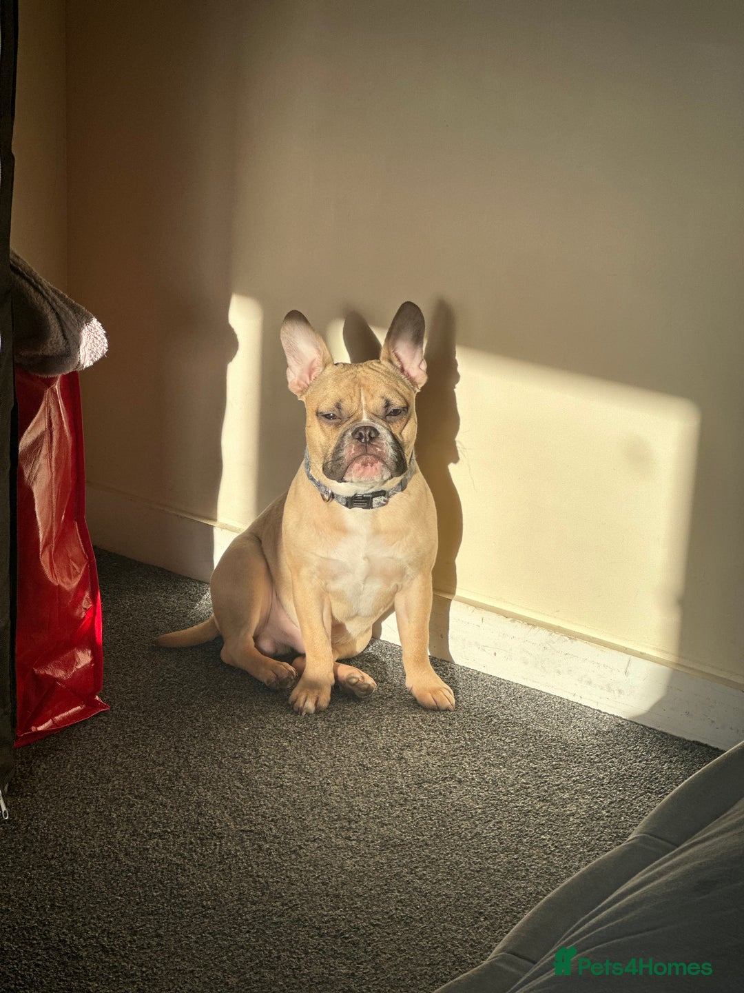 Mixed Breed dogs for sale: FREE Frenchie x pocket bully  - Image 5