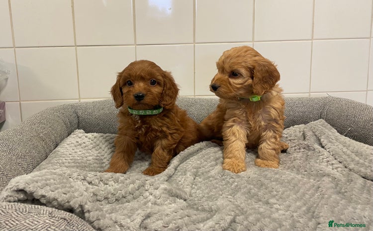Cockapoo dogs - Advert 8