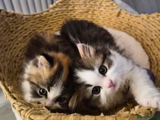 Persian cats Beautiful 1 male and 1 female kittens - Advert 1