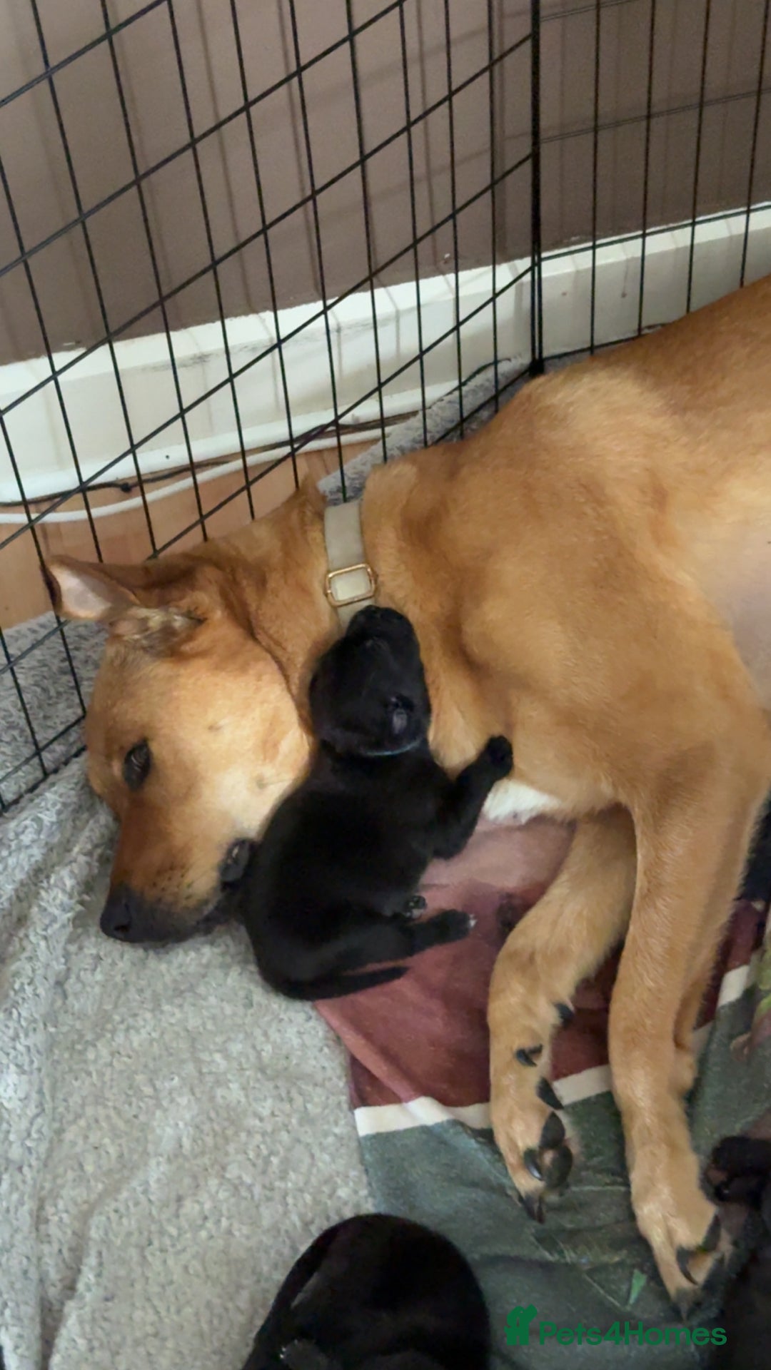 Mixed Breed dogs for sale: 1 female  - Image 6
