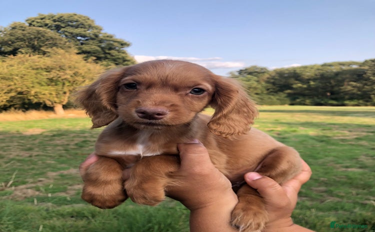 Cocker Spaniel dogs - Advert 8