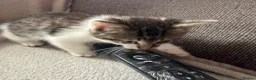 Mixed Breed cats for sale: Kittens  in Preston - Advert 3