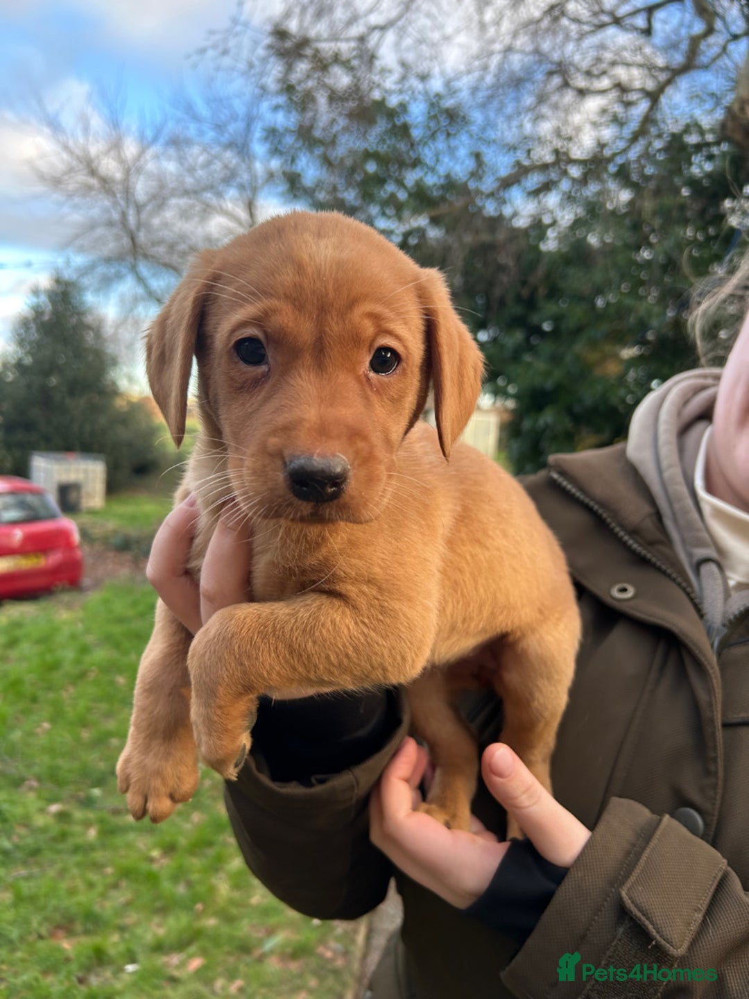 Labrador Retriever dogs for sale: Fox Red Labradors for sale - Advert 4