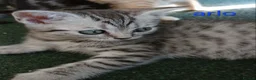 British Shorthair cats for sale: Bsh X Scotish stright kittens. - Advert 19