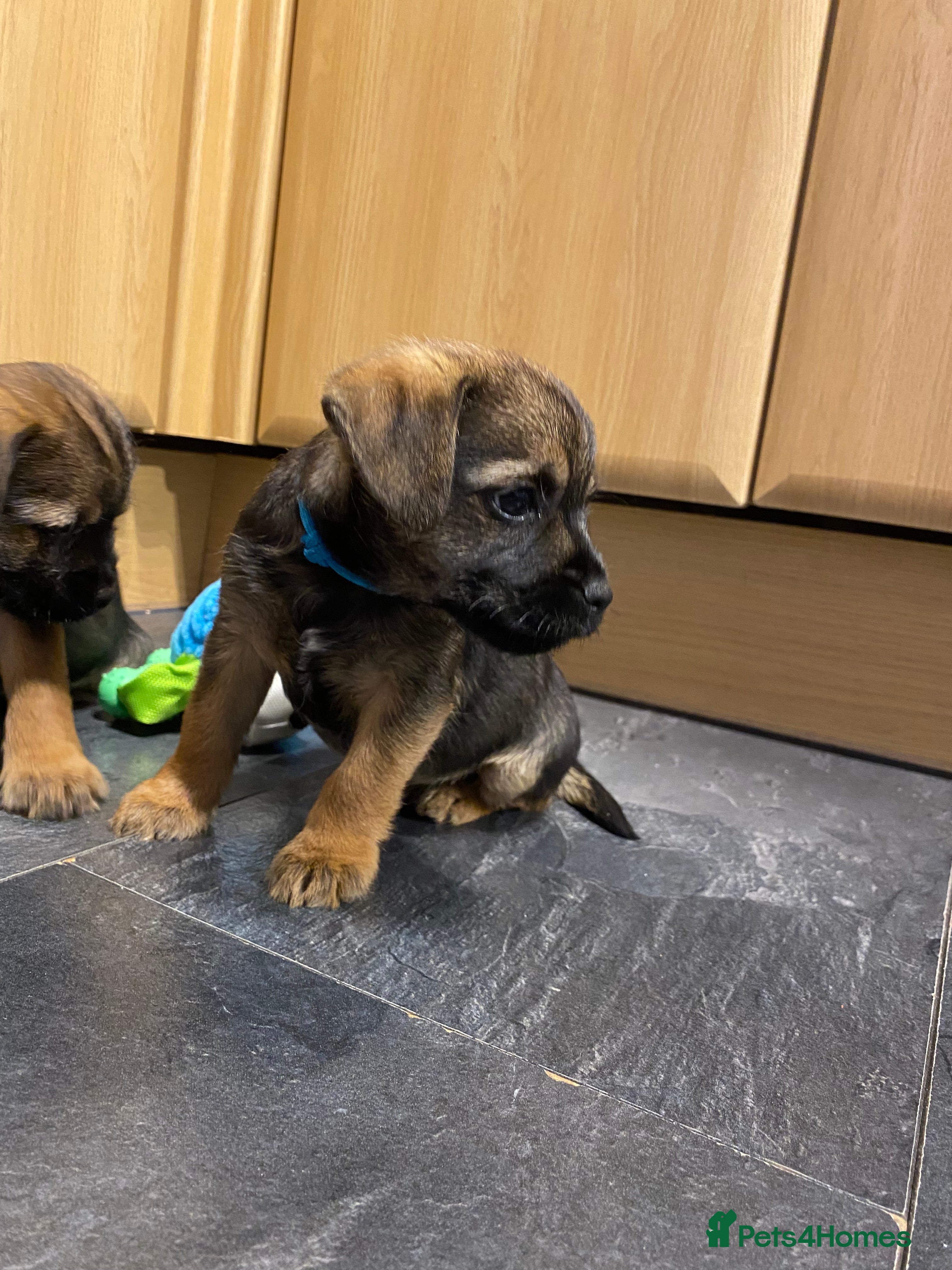 Border Terrier dogs ⭐️BORDER TERRIER PUPPIES, 1 BOY AVAILABLE  - Advert 7