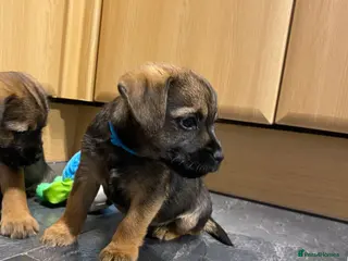 Border Terrier dogs ⭐️BORDER TERRIER PUPPIES, 1 BOY AVAILABLE - Advert 7