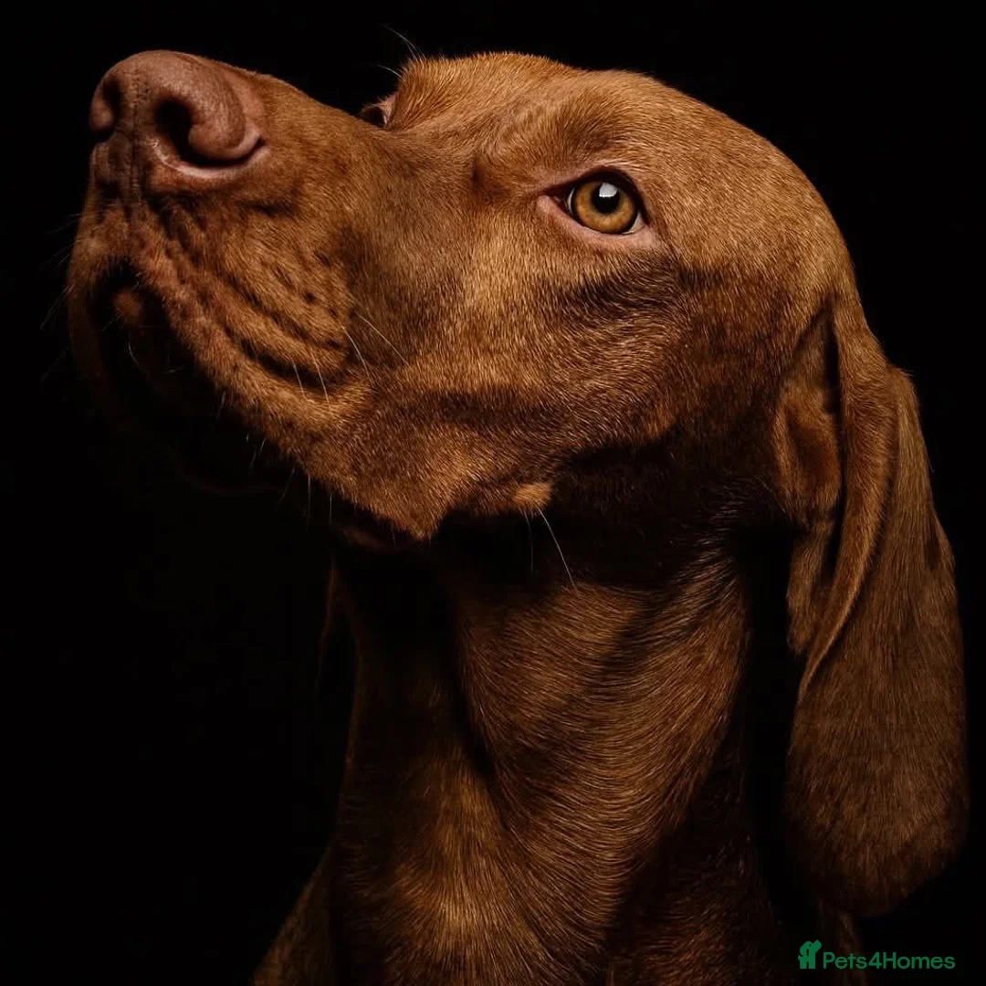 Hungarian Vizsla dogs for sale: Beautiful litter of 5 Vizsla puppies  in Southam - Advert 5