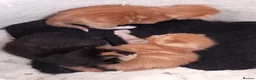 Mixed Breed cats for sale: Goldie and Meg have had their gorgeous kittens - Advert 14