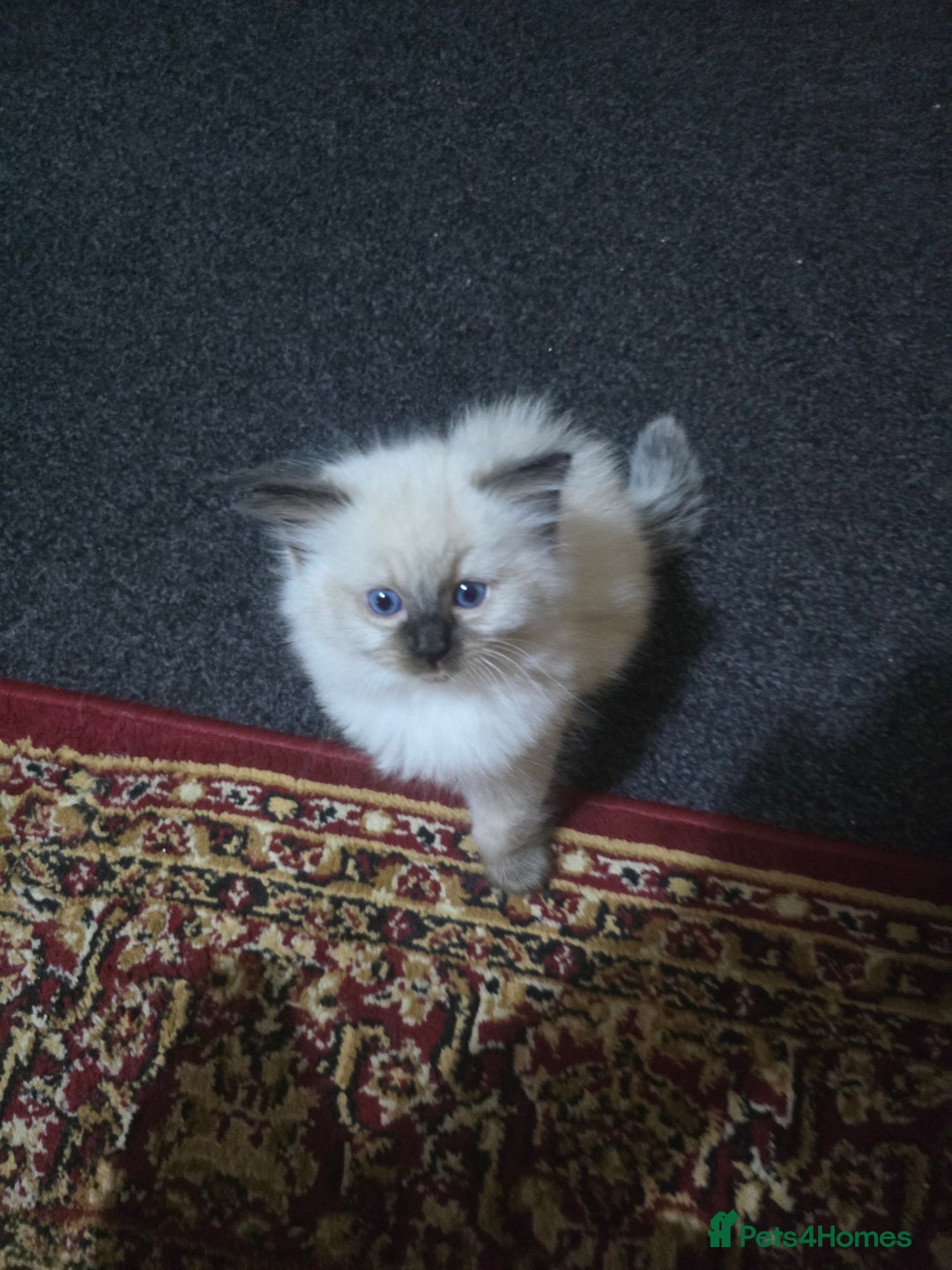 Ragdoll cats for sale: Beautiful Chocolate Point Ragdoll X Persian - Image 4