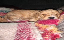 Cockapoo dogs for sale: Cockapoo puppies - Image 7