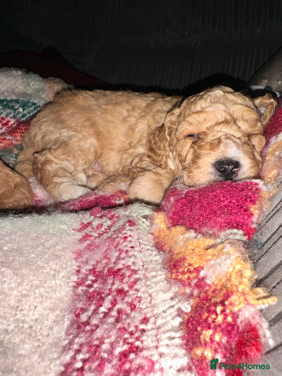 Cockapoo dogs for sale: Cockapoo puppies - Image 7