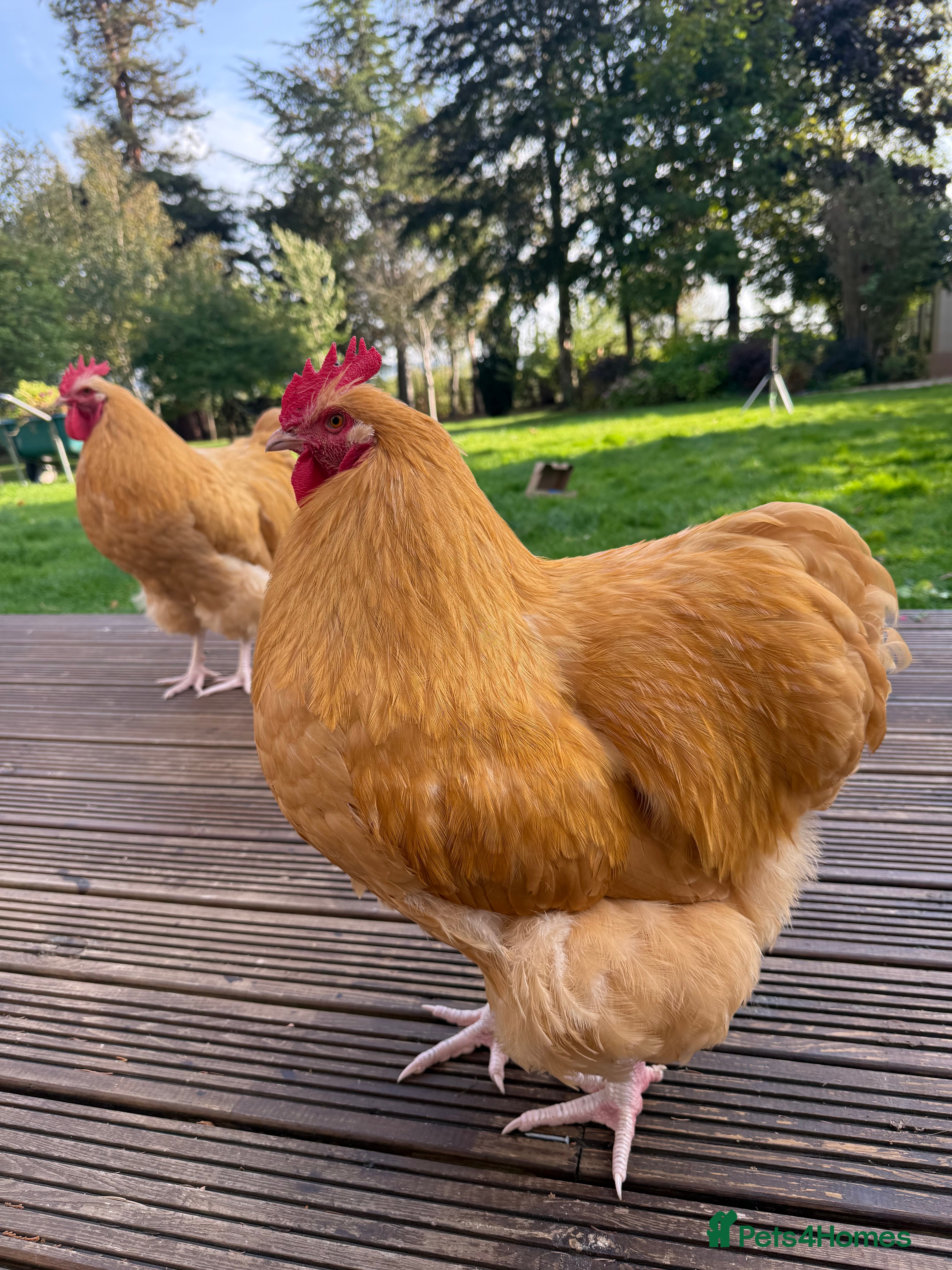 Mixed Breed birds Purebred Buff Orpington Cockerel - Advert 2