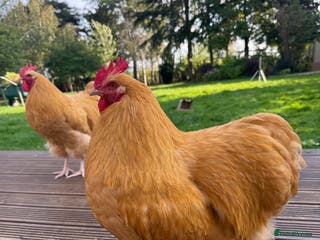 Mixed Breed birds Purebred Buff Orpington Cockerel - Advert 2