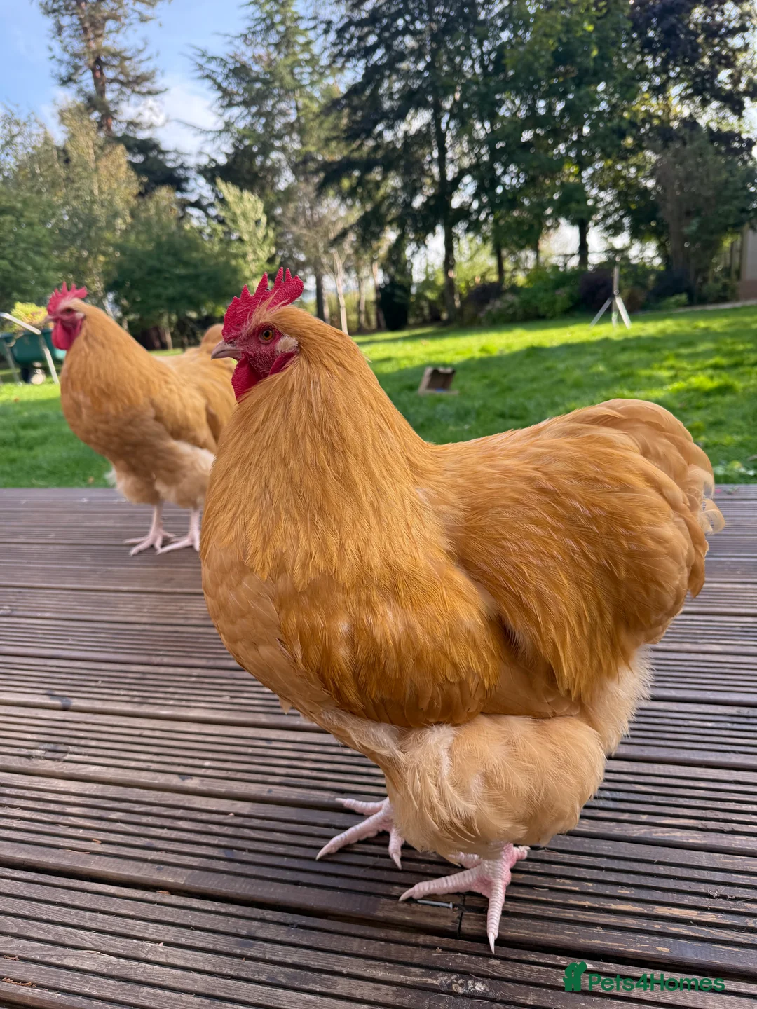 Mixed Breed birds for sale: Purebred Buff Orpington Cockerel - Advert 1