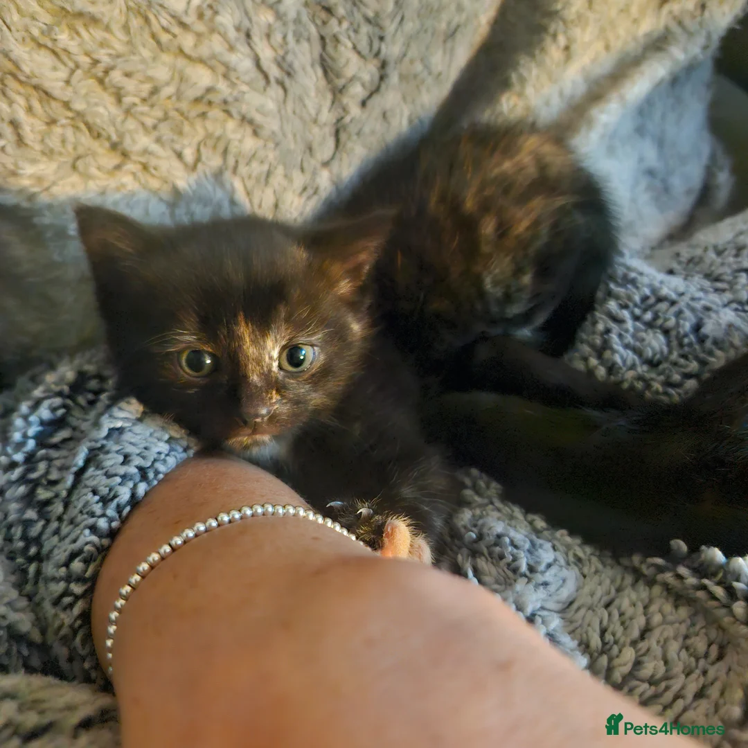 Mixed Breed cats for sale: 1 kitten  in Caerphilly - Advert 2